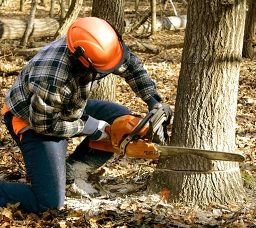 Tree Removal in Brisbin, PA